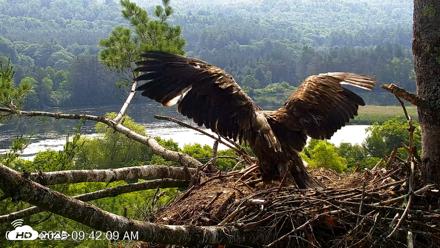 VINS Bald Eagles Nest Live Cams - Jul 1, 2026, 9:42am EDT