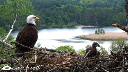 VINS Bald Eagles Nest Live Cams - May 20, 2026, 11:11am EDT