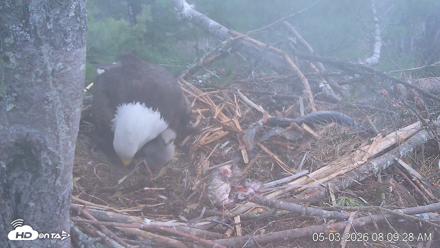 VINS Bald Eagles Nest Live Cams - May 3, 2026, 8:10am EDT