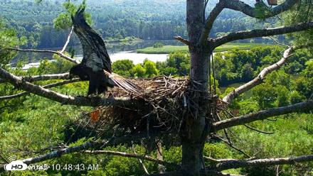 VINS Bald Eagles Nest Live Cams - Jul 27, 2026, 10:49am EDT
