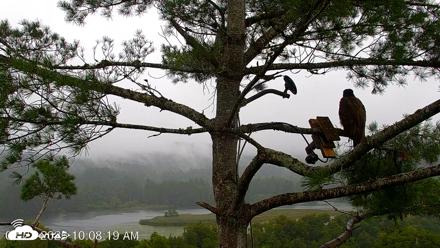 VINS Bald Eagles Nest Live Cams - Aug 23, 2026, 10:09am EDT