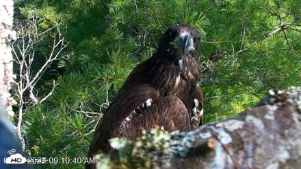 VINS Bald Eagles Nest Live Cams - Jul 26, 2026, 9:11am EDT