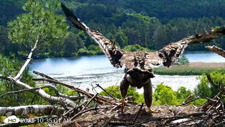 VINS Bald Eagles Nest Live Cams - Jun 16, 2026, 10:35am EDT