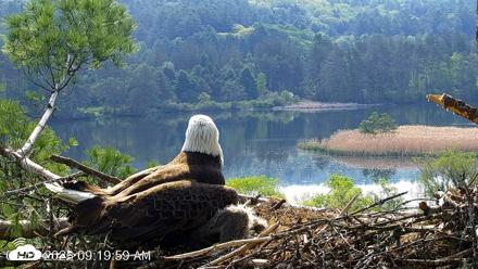 VINS Bald Eagles Nest Live Cams - May 19, 2026, 9:20am EDT