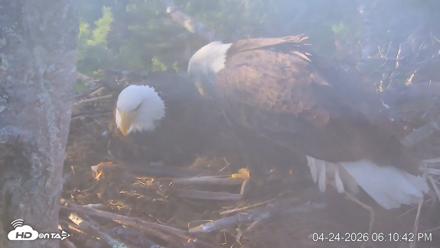 VINS Bald Eagles Nest Live Cams - Apr 24, 2026, 6:11pm EDT