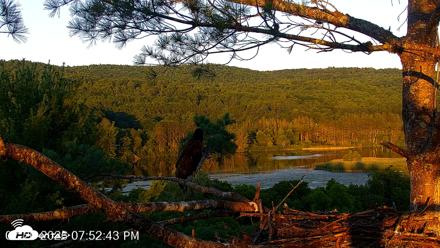 VINS Bald Eagles Nest Live Cams - Jul 20, 2026, 7:53pm EDT