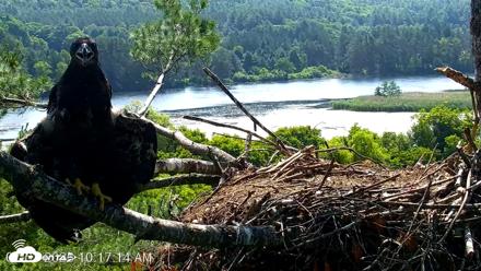 VINS Bald Eagles Nest Live Cams - Jul 3, 2026, 10:18am EDT