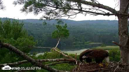 VINS Bald Eagles Nest Live Cams - Jul 21, 2026, 5:44pm EDT