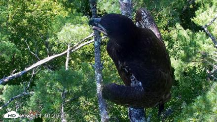 VINS Bald Eagles Nest Live Cams - Jul 27, 2026, 11:41am EDT