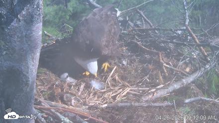 VINS Bald Eagles Nest Live Cams - Apr 26, 2026, 9:12am EDT