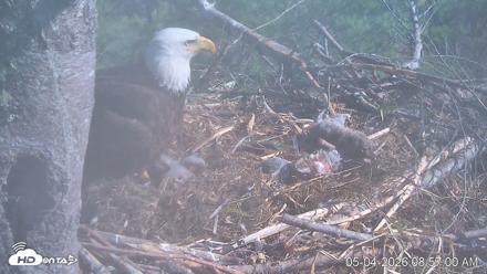 VINS Bald Eagles Nest Live Cams - May 4, 2026, 8:58am EDT