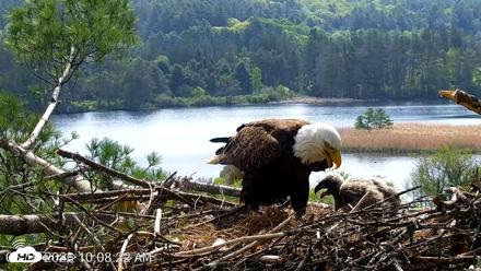 VINS Bald Eagles Nest Live Cams - May 19, 2026, 10:09am EDT
