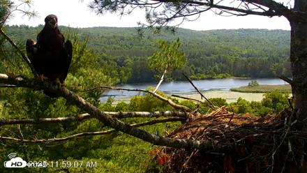 VINS Bald Eagles Nest Live Cams - Jul 3, 2026, 11:59am EDT