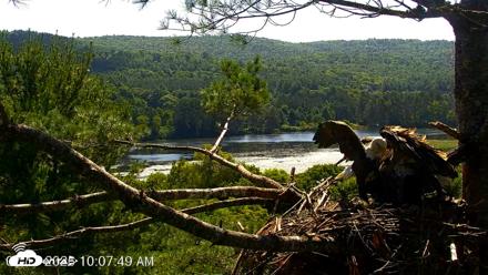 VINS Bald Eagles Nest Live Cams - Jul 17, 2026, 10:08am EDT