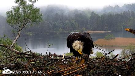 VINS Bald Eagles Nest Live Cams - May 14, 2026, 9:02am EDT