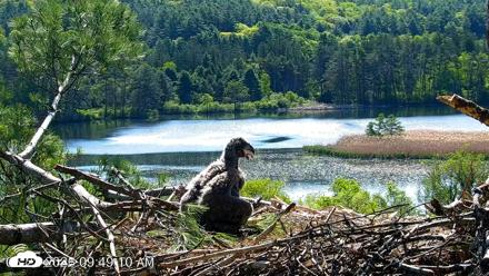 VINS Bald Eagles Nest Live Cams - May 22, 2026, 9:50am EDT