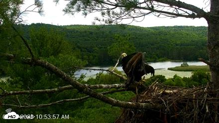 VINS Bald Eagles Nest Live Cams - Jul 10, 2026, 10:55am EDT