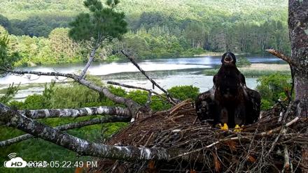 VINS Bald Eagles Nest Live Cams - Jul 2, 2026, 5:23pm EDT