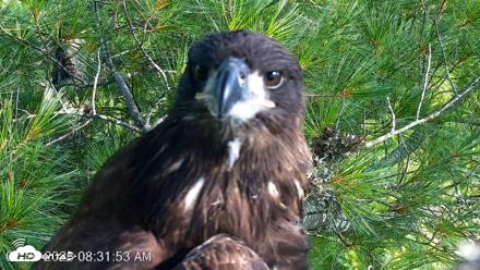 VINS Bald Eagles Nest Live Cams - Jul 26, 2026, 8:32am EDT