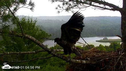VINS Bald Eagles Nest Live Cams - Jul 4, 2026, 1:07pm EDT