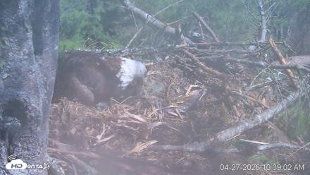 VINS Bald Eagles Nest Live Cams - Apr 27, 2026, 10:39am EDT