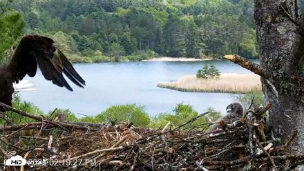 VINS Bald Eagles Nest Live Cams - May 19, 2026, 2:20pm EDT