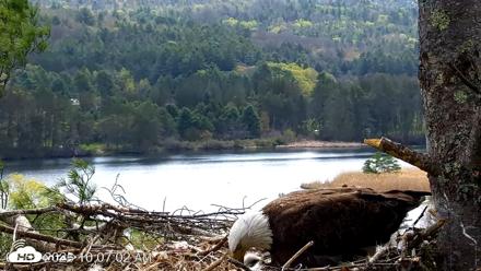 VINS Bald Eagles Nest Live Cams - May 5, 2026, 10:07am EDT