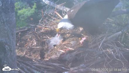 VINS Bald Eagles Nest Live Cams - May 7, 2026, 3:19pm EDT
