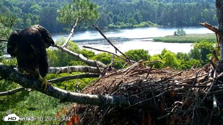 VINS Bald Eagles Nest Live Cams - Jul 3, 2026, 10:21am EDT