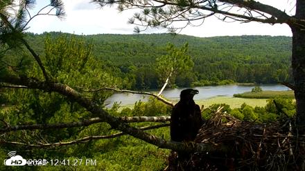 VINS Bald Eagles Nest Live Cams - Jul 11, 2026, 12:42pm EDT