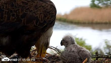 VINS Bald Eagles Nest Live Cams - May 13, 2026, 1:05pm EDT
