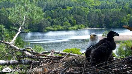 VINS Bald Eagles Nest Live Cams - Jun 2, 2026, 12:30pm EDT