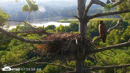 VINS Bald Eagles Nest Live Cams - Aug 12, 2026, 7:55am EDT