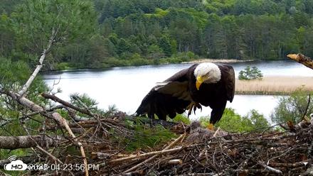 VINS Bald Eagles Nest Live Cams - May 21, 2026, 4:24pm EDT
