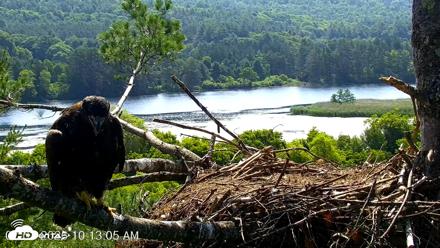 VINS Bald Eagles Nest Live Cams - Jul 3, 2026, 10:14am EDT