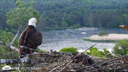 VINS Bald Eagles Nest Live Cams - Jun 3, 2026, 5:20am EDT