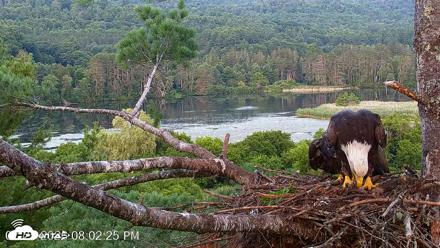 VINS Bald Eagles Nest Live Cams - Jul 25, 2026, 8:03pm EDT