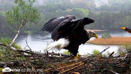 VINS Bald Eagles Nest Live Cams - May 14, 2026, 2:41pm EDT