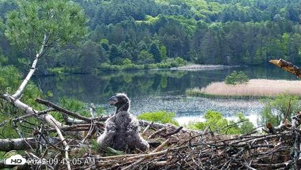 VINS Bald Eagles Nest Live Cams - May 23, 2026, 9:45am EDT