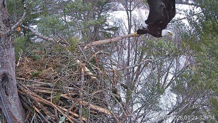 VINS Bald Eagles Nest Live Cams - Mar 7, 2026, 1:22pm EST