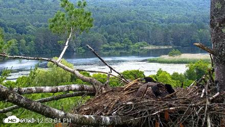 VINS Bald Eagles Nest Live Cams - Jun 30, 2026, 12:53pm EDT