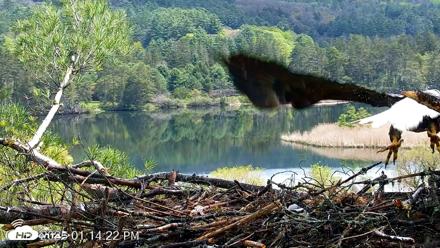 VINS Bald Eagles Nest Live Cams - May 10, 2026, 1:15pm EDT