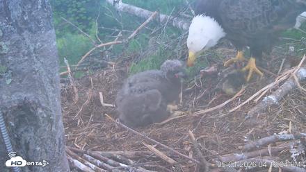 VINS Bald Eagles Nest Live Cams - May 21, 2026, 4:16pm EDT