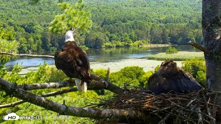VINS Bald Eagles Nest Live Cams - Jul 24, 2026, 1:11pm EDT