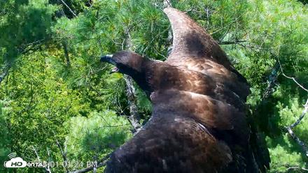 VINS Bald Eagles Nest Live Cams - Jul 27, 2026, 1:03pm EDT