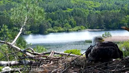 VINS Bald Eagles Nest Live Cams - Jun 2, 2026, 12:28pm EDT