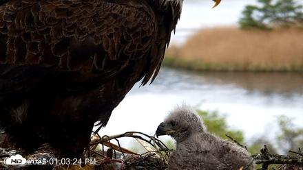 VINS Bald Eagles Nest Live Cams - May 13, 2026, 1:04pm EDT