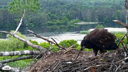 VINS Bald Eagles Nest Live Cams - Jun 25, 2026, 12:45pm EDT