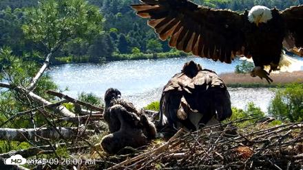 VINS Bald Eagles Nest Live Cams - May 29, 2026, 9:26am EDT
