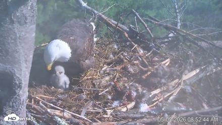 VINS Bald Eagles Nest Live Cams - May 5, 2026, 8:53am EDT